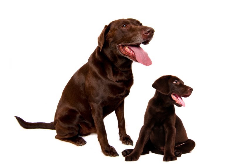Dog & Puppy Wellness Plan